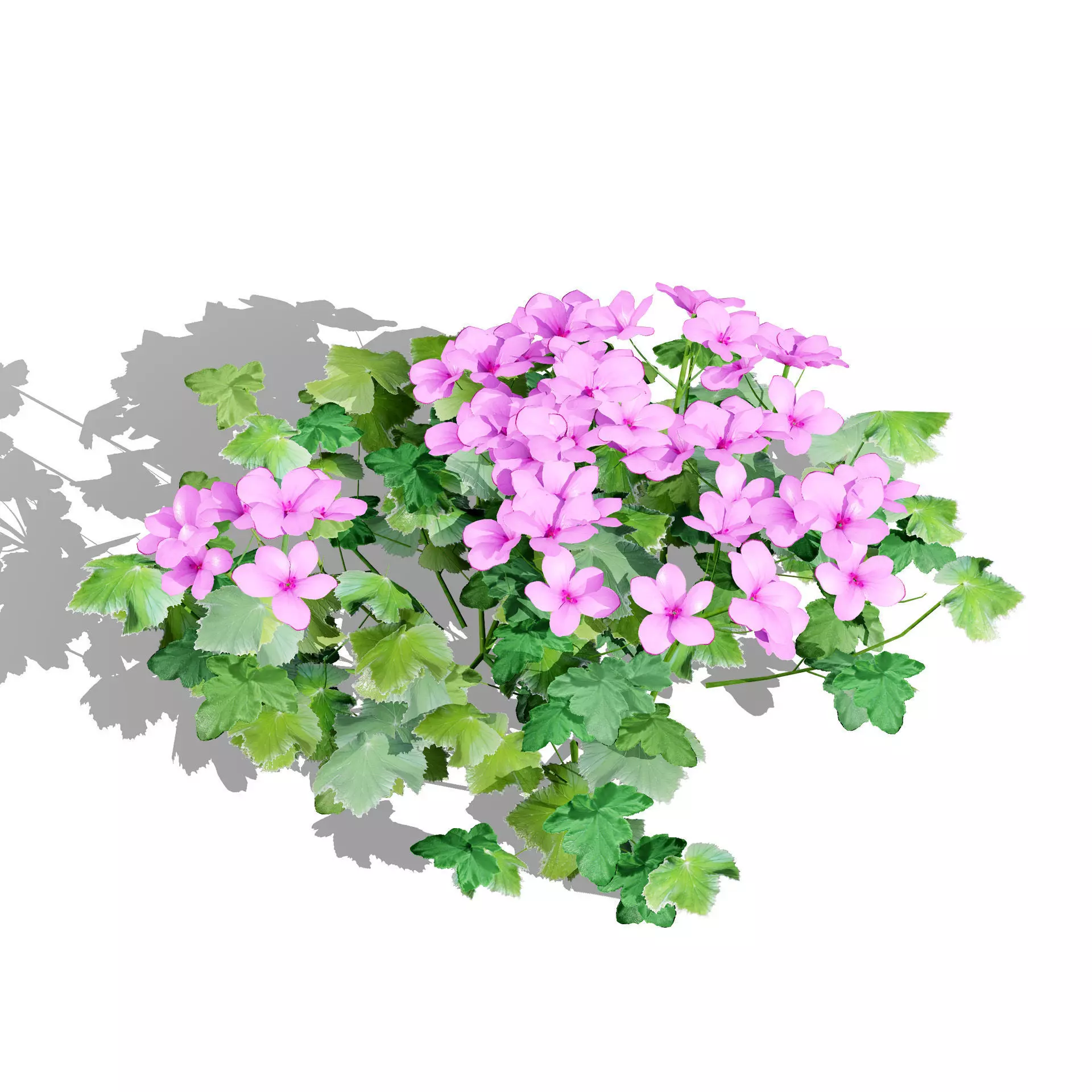 Realistic South African Vegetation 3D Models 3D Model Collection_121