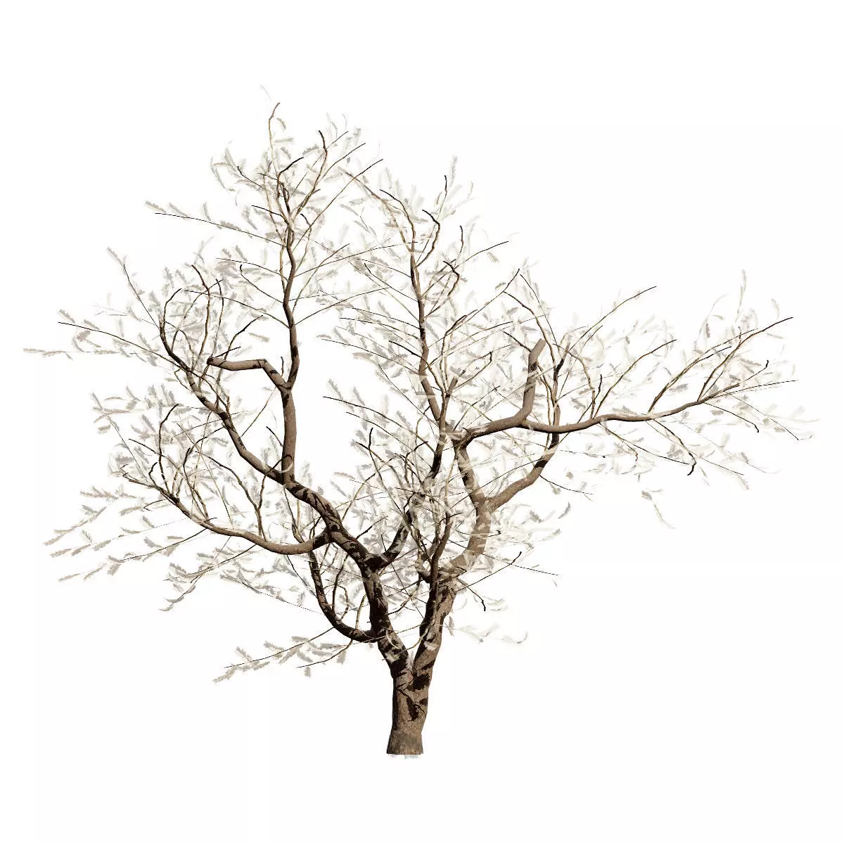 Realistic South African Vegetation 3D Models 3D Model Collection_69