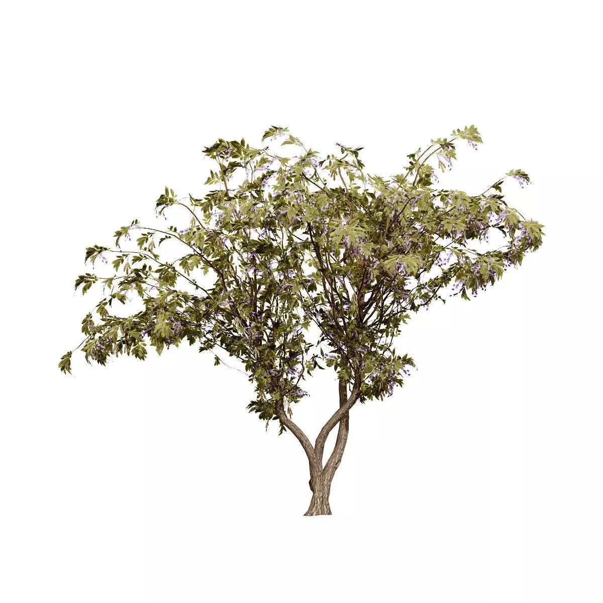 Realistic South African Vegetation 3D Models 3D Model Collection_85