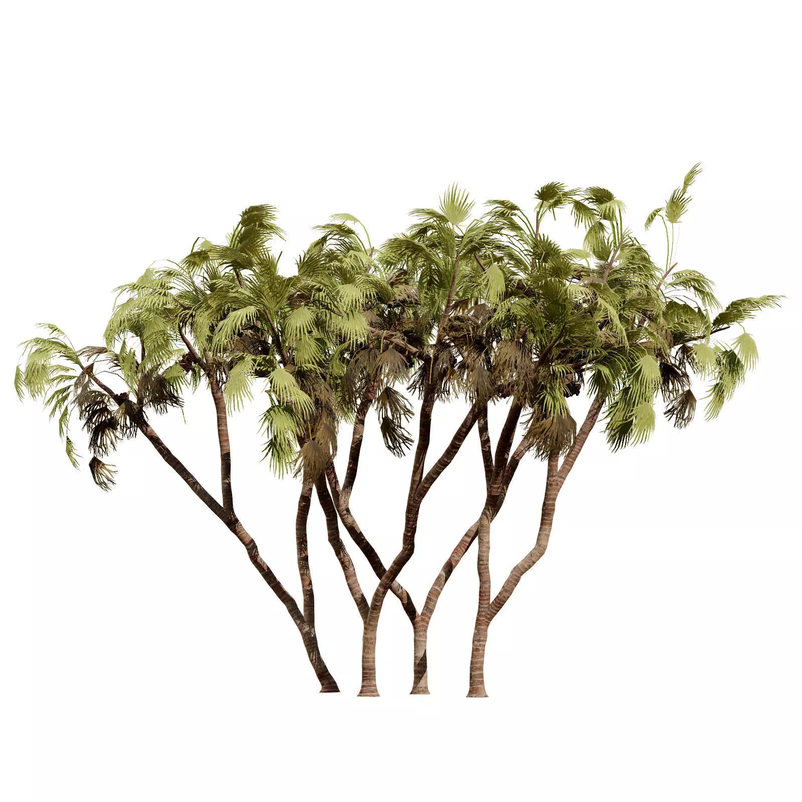 Realistic South African Vegetation 3D Models 3D Model Collection_88