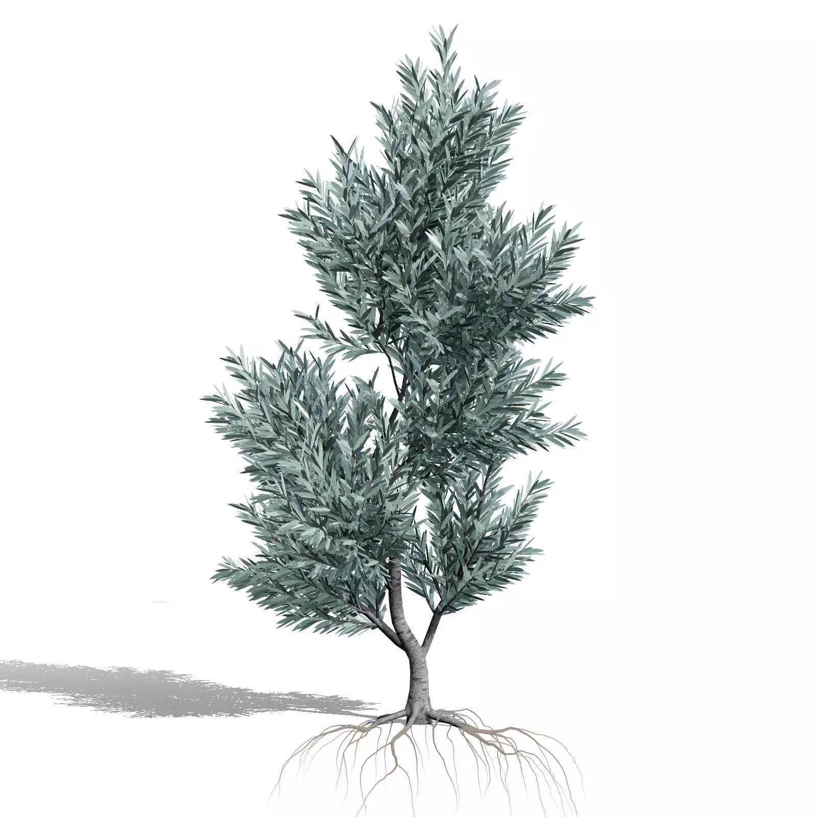 Realistic South African Vegetation 3D Models 3D Model Collection_75