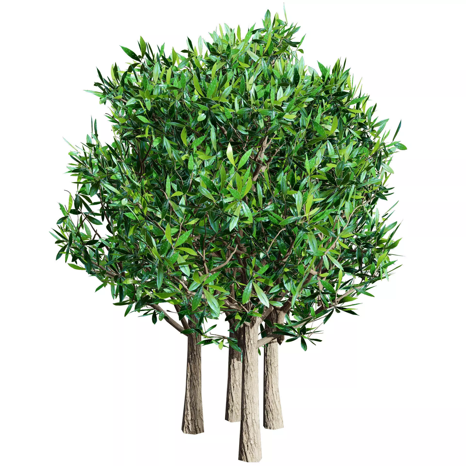 Realistic South African Vegetation 3D Models 3D Model Collection_104