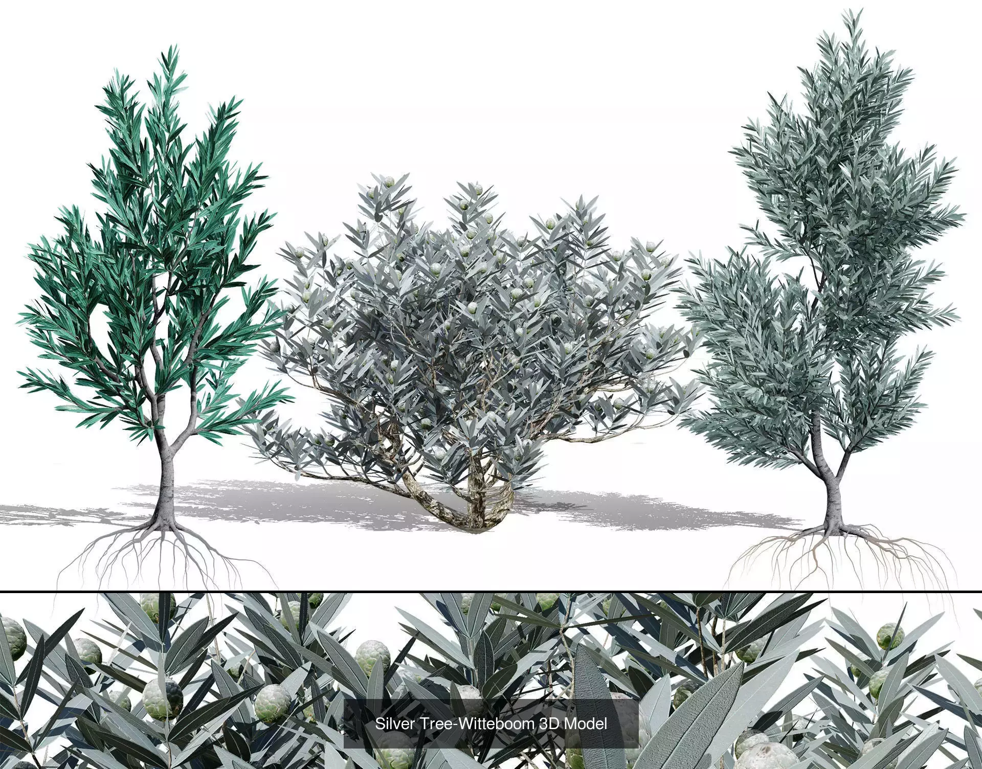 Realistic South African Vegetation 3D Models 3D Model Collection_37