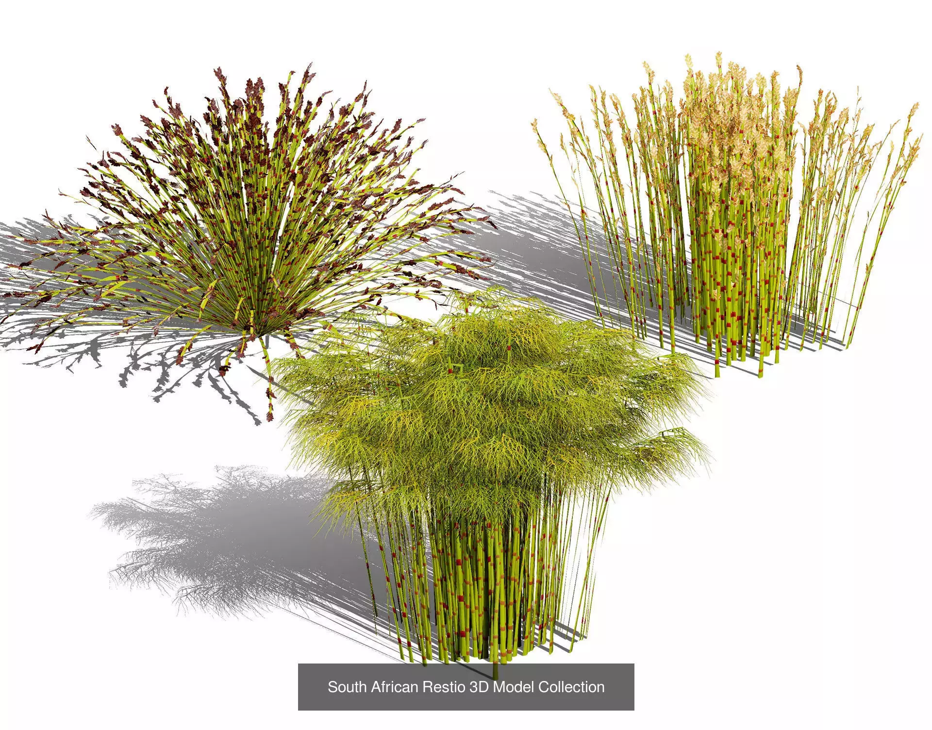 Realistic South African Vegetation 3D Models 3D Model Collection_57