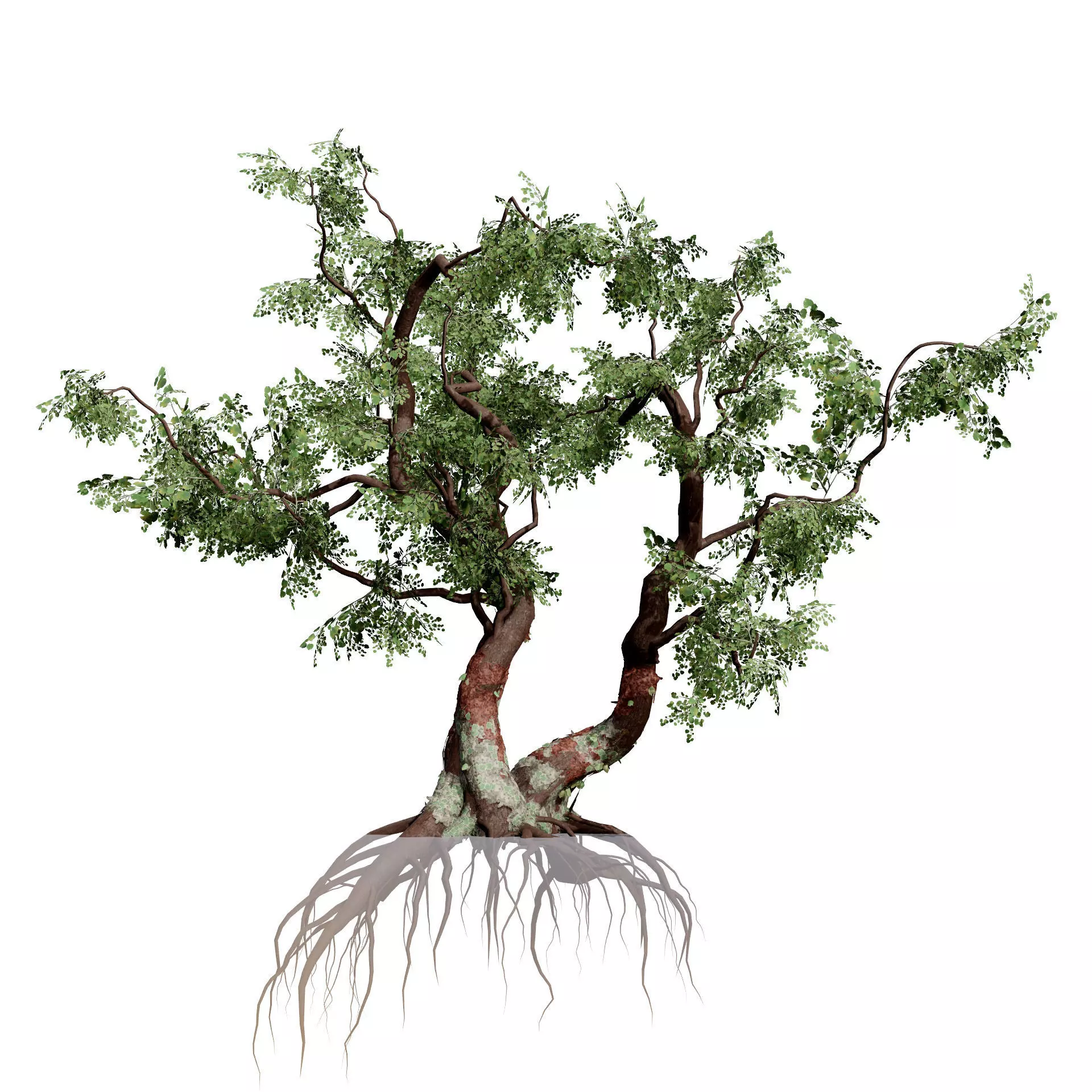 Realistic South African Vegetation 3D Models 3D Model Collection_129