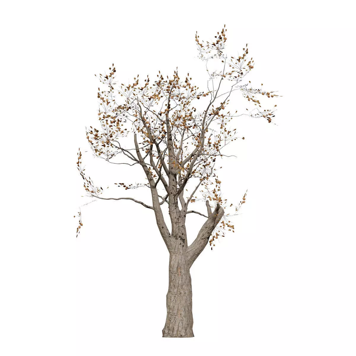 Realistic South African Vegetation 3D Models 3D Model Collection_64