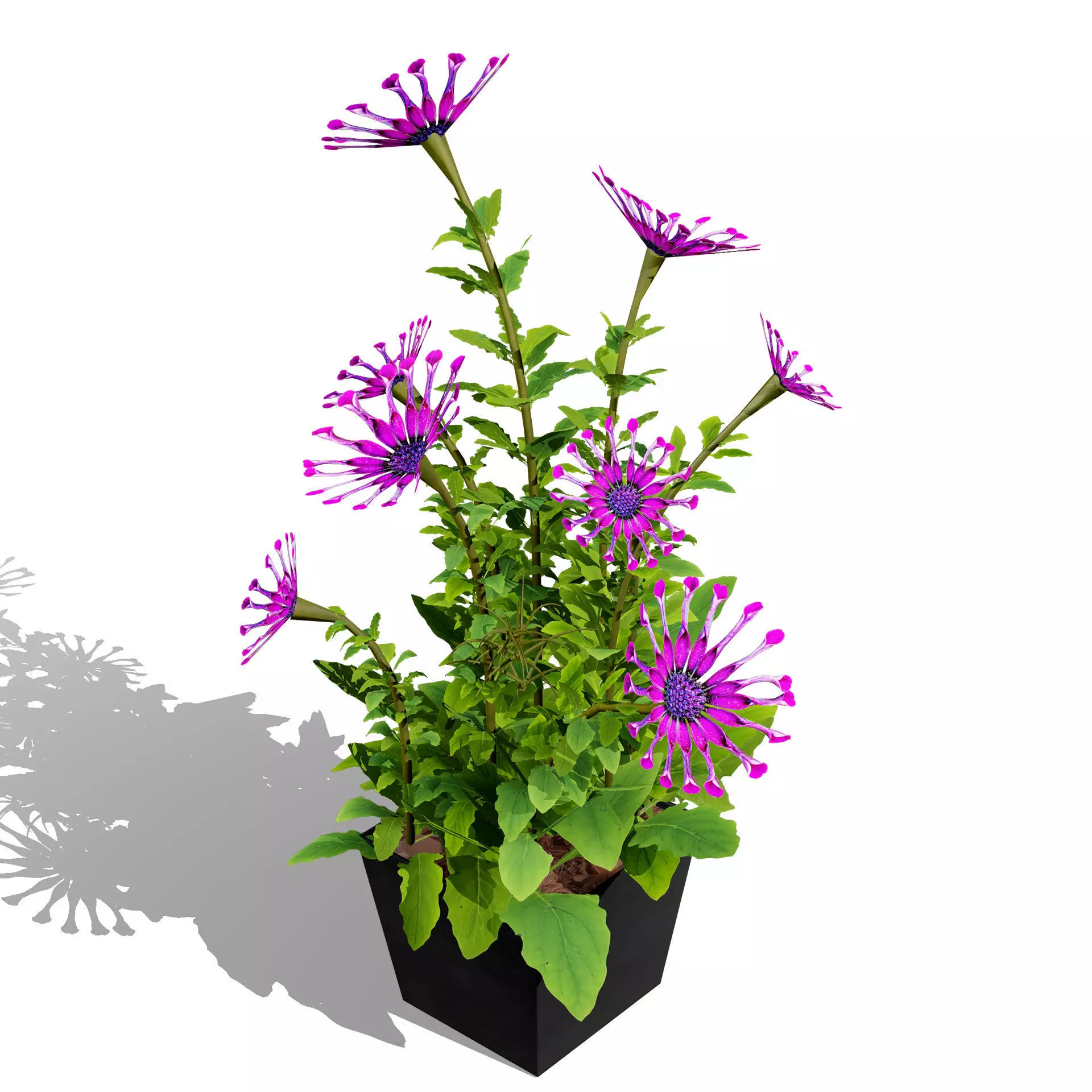 Realistic South African Vegetation 3D Models 3D Model Collection_77