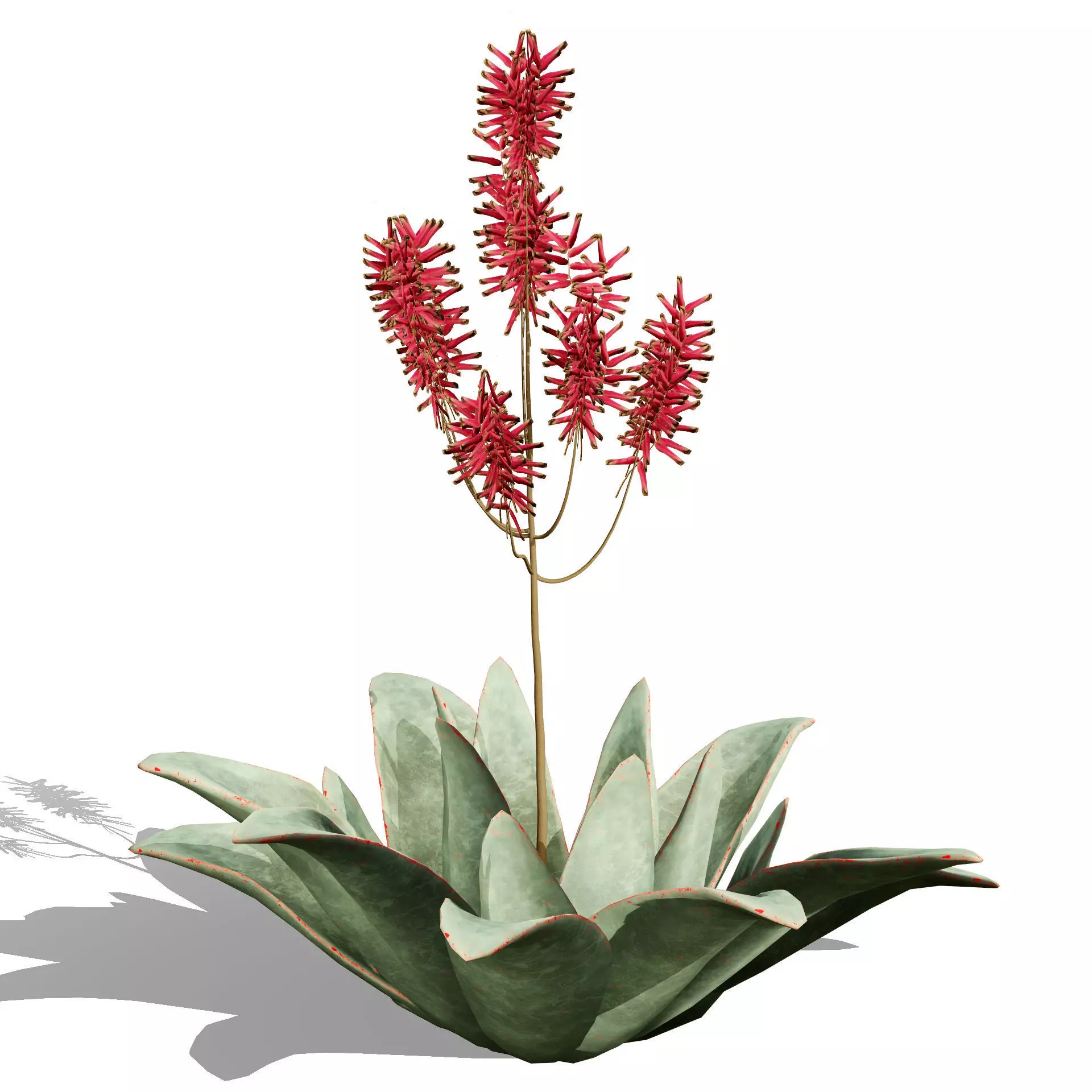 Realistic South African Vegetation 3D Models 3D Model Collection_105