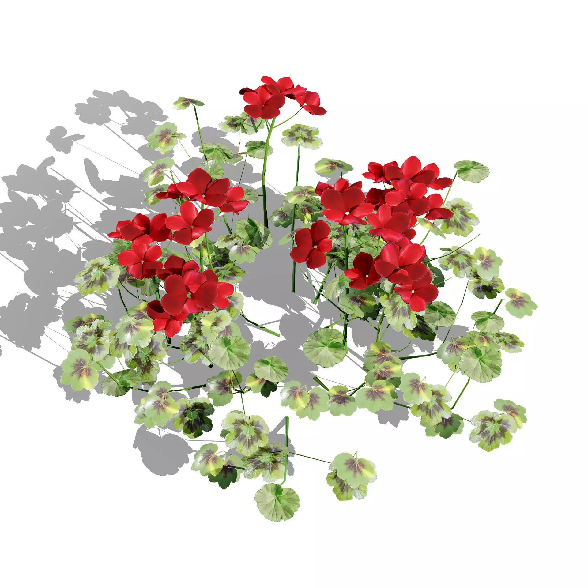 Realistic South African Vegetation 3D Models 3D Model Collection_97