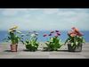 Realistic South African Vegetation 3D Models 3D Model Collection_1