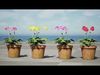 Realistic South African Vegetation 3D Models 3D Model Collection_2