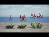 Realistic South African Vegetation 3D Models 3D Model Collection_5