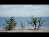 Realistic South African Vegetation 3D Models 3D Model Collection_8
