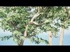 Realistic South African Vegetation 3D Models 3D Model Collection_10