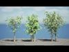 Realistic South African Vegetation 3D Models 3D Model Collection_12