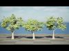 Realistic South African Vegetation 3D Models 3D Model Collection_17