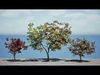 Realistic South African Vegetation 3D Models 3D Model Collection_20