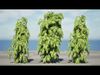 Realistic South African Vegetation 3D Models 3D Model Collection_26