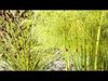 Realistic South African Vegetation 3D Models 3D Model Collection_27