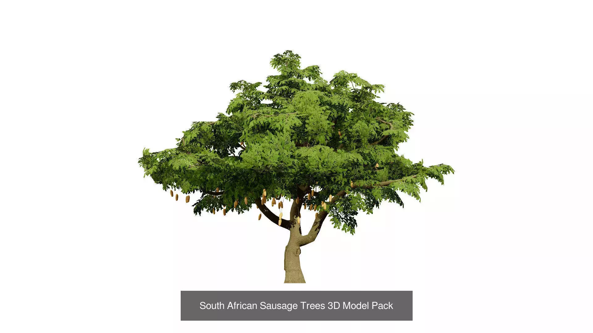 Realistic South African Vegetation 3D Models 3D Model Collection_49