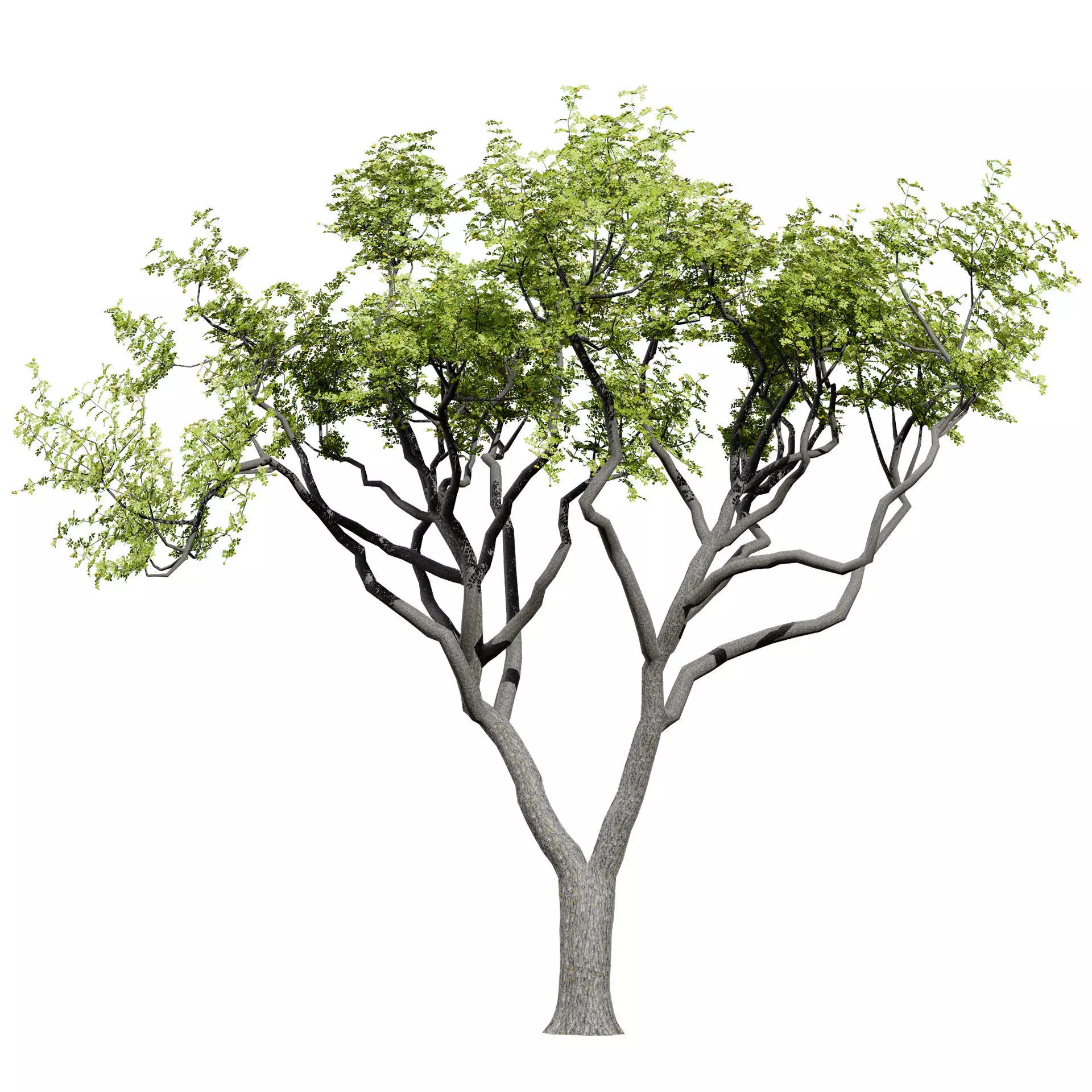 Realistic South African Vegetation 3D Models 3D Model Collection_92