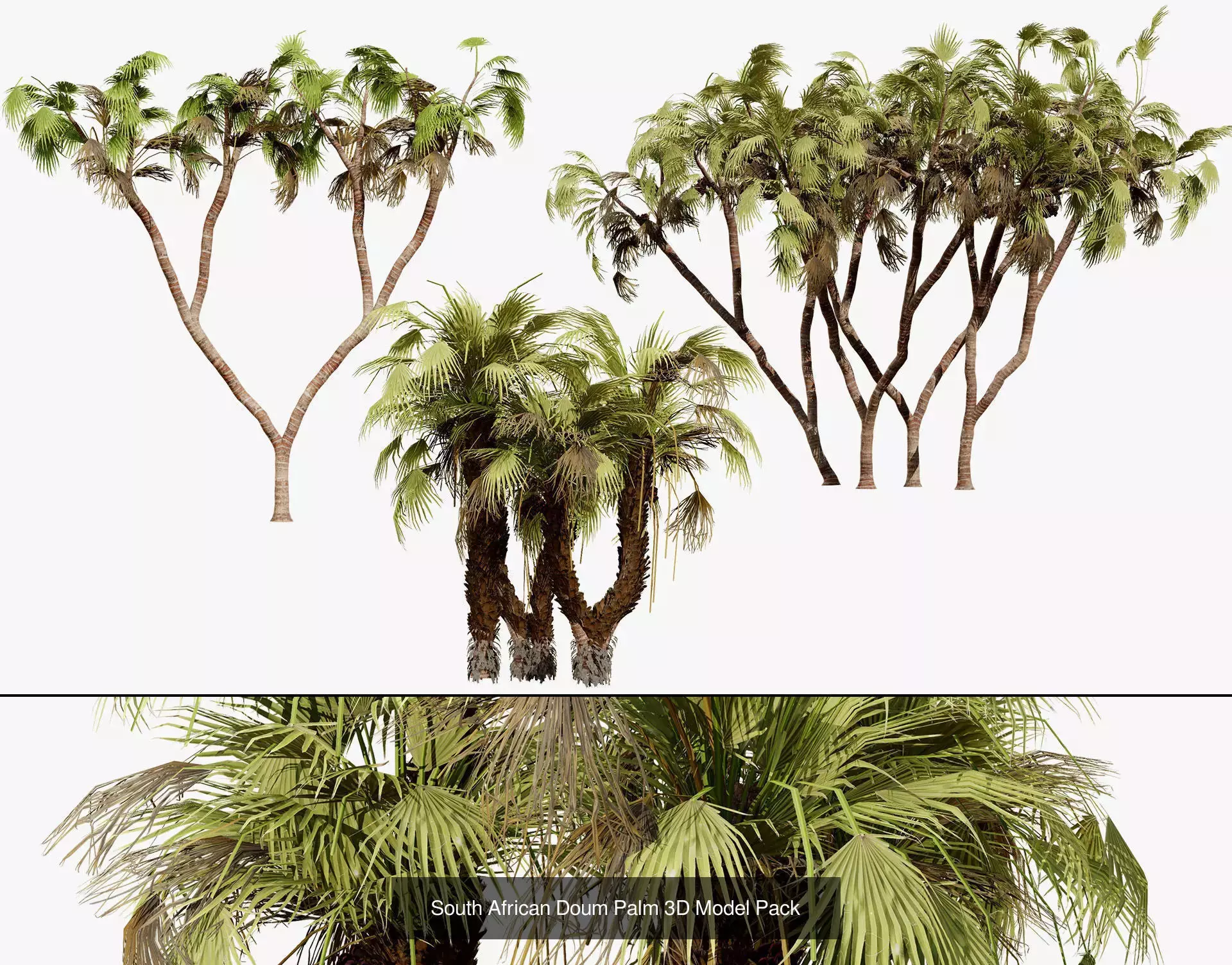 Realistic South African Vegetation 3D Models 3D Model Collection_58