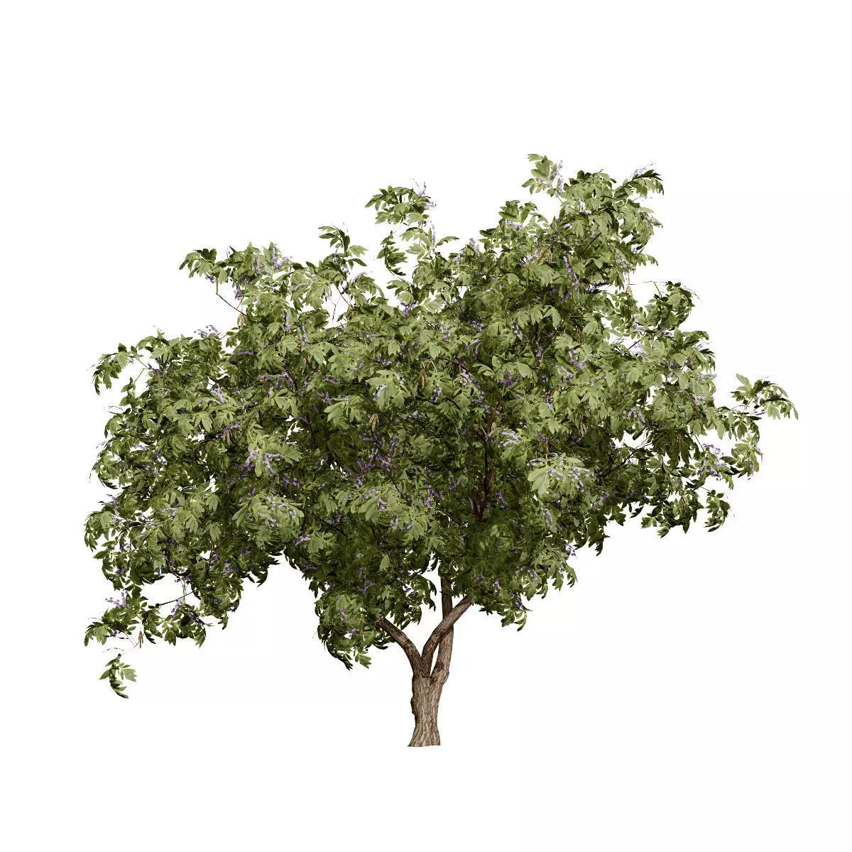 Realistic South African Vegetation 3D Models 3D Model Collection_74