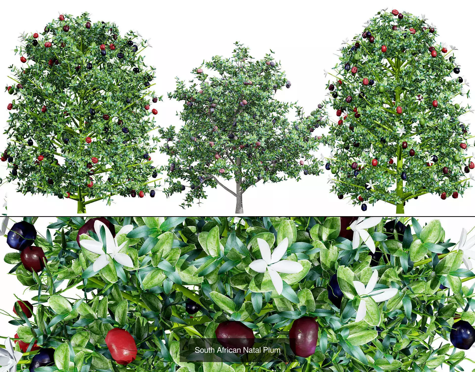 Realistic South African Vegetation 3D Models 3D Model Collection_44