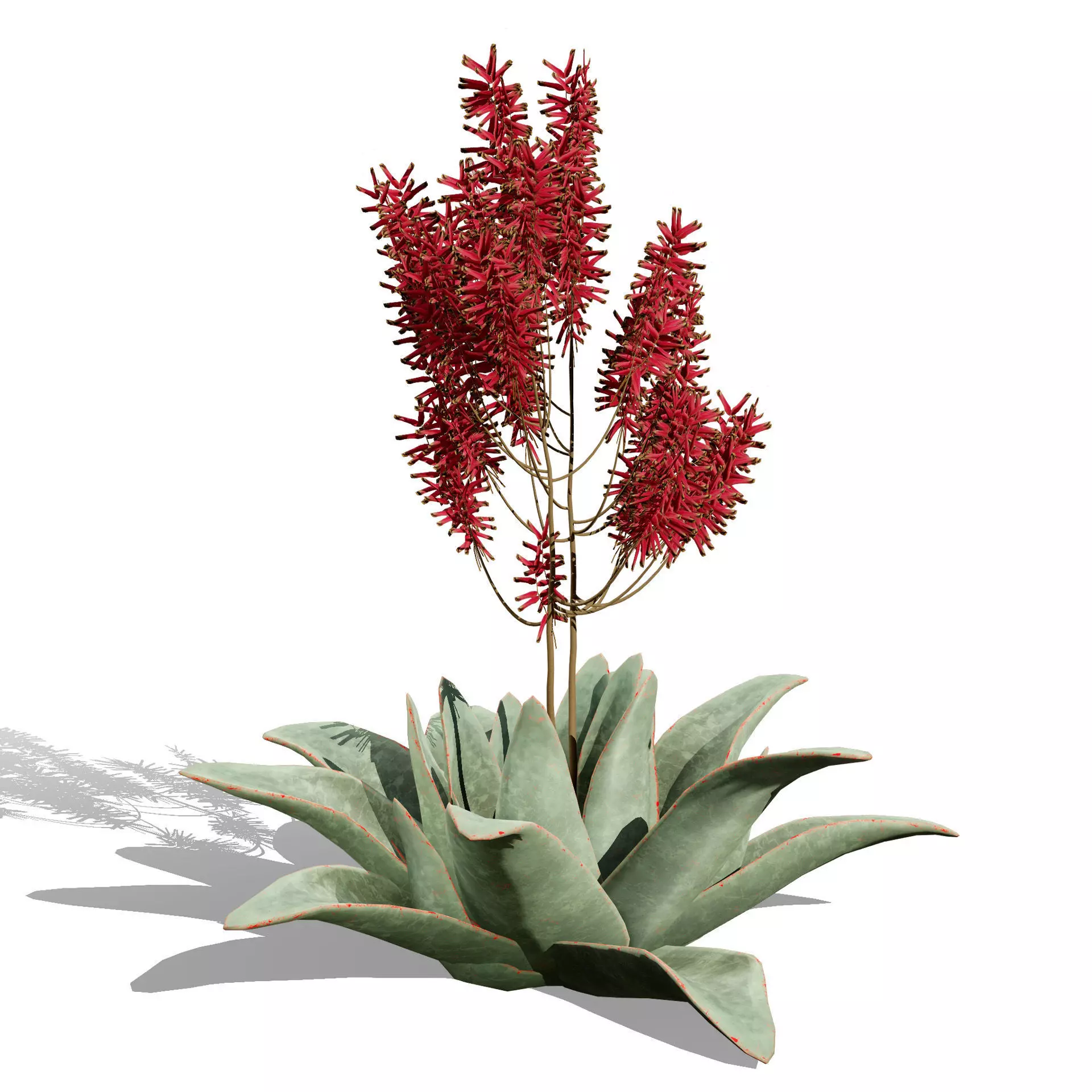 Realistic South African Vegetation 3D Models 3D Model Collection_115