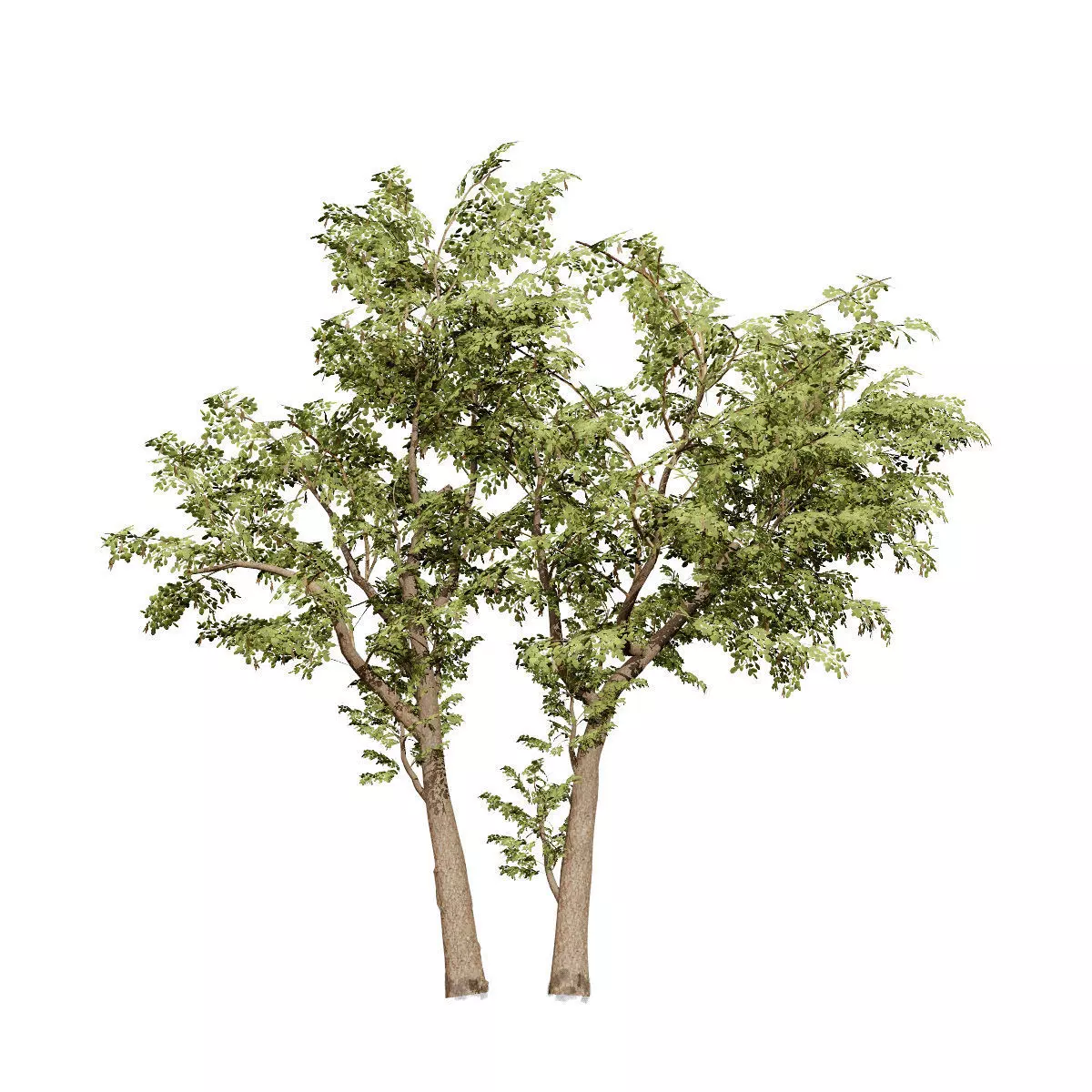 Realistic South African Vegetation 3D Models 3D Model Collection_83