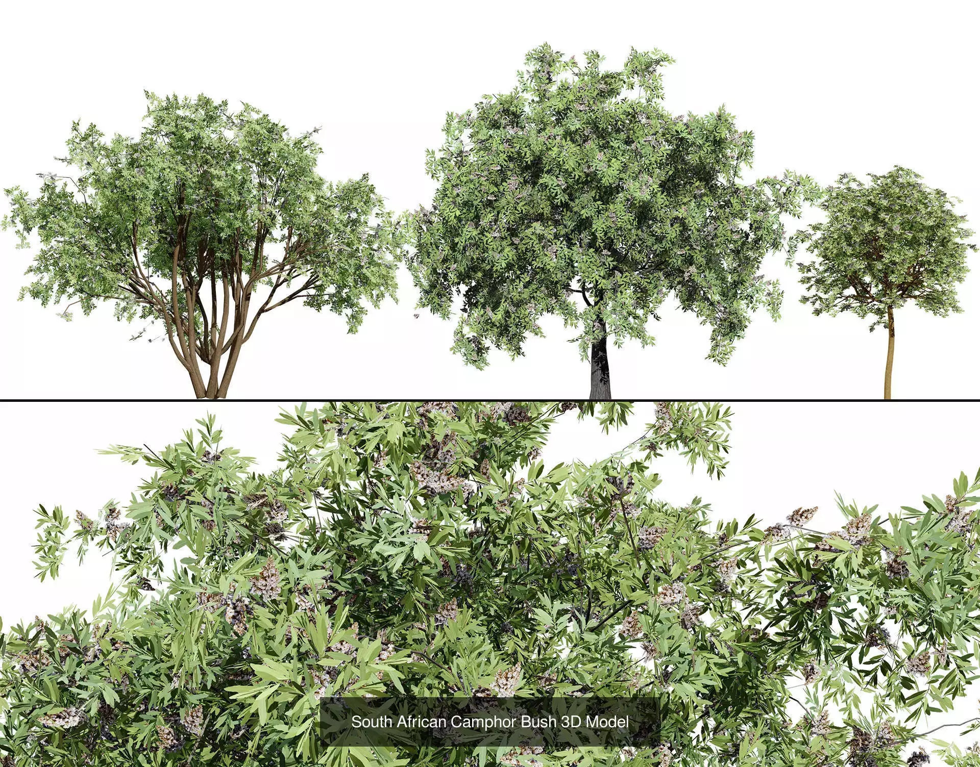 Realistic South African Vegetation 3D Models 3D Model Collection_41