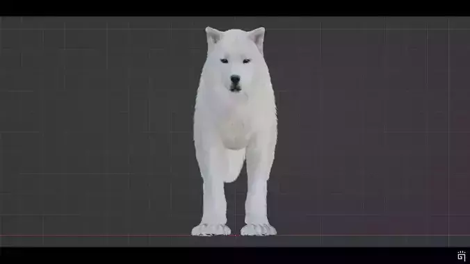 Arctic Wolf