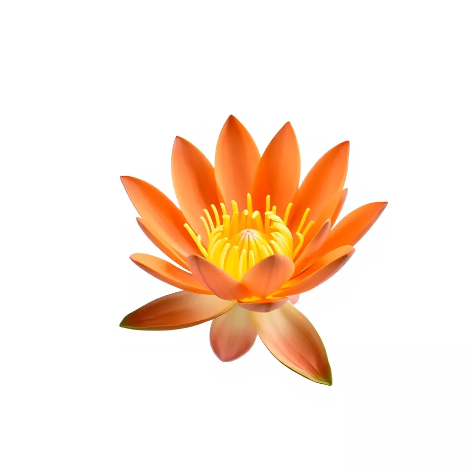 Vibrant Lotus Blossom model pack Low-poly 3D model_3