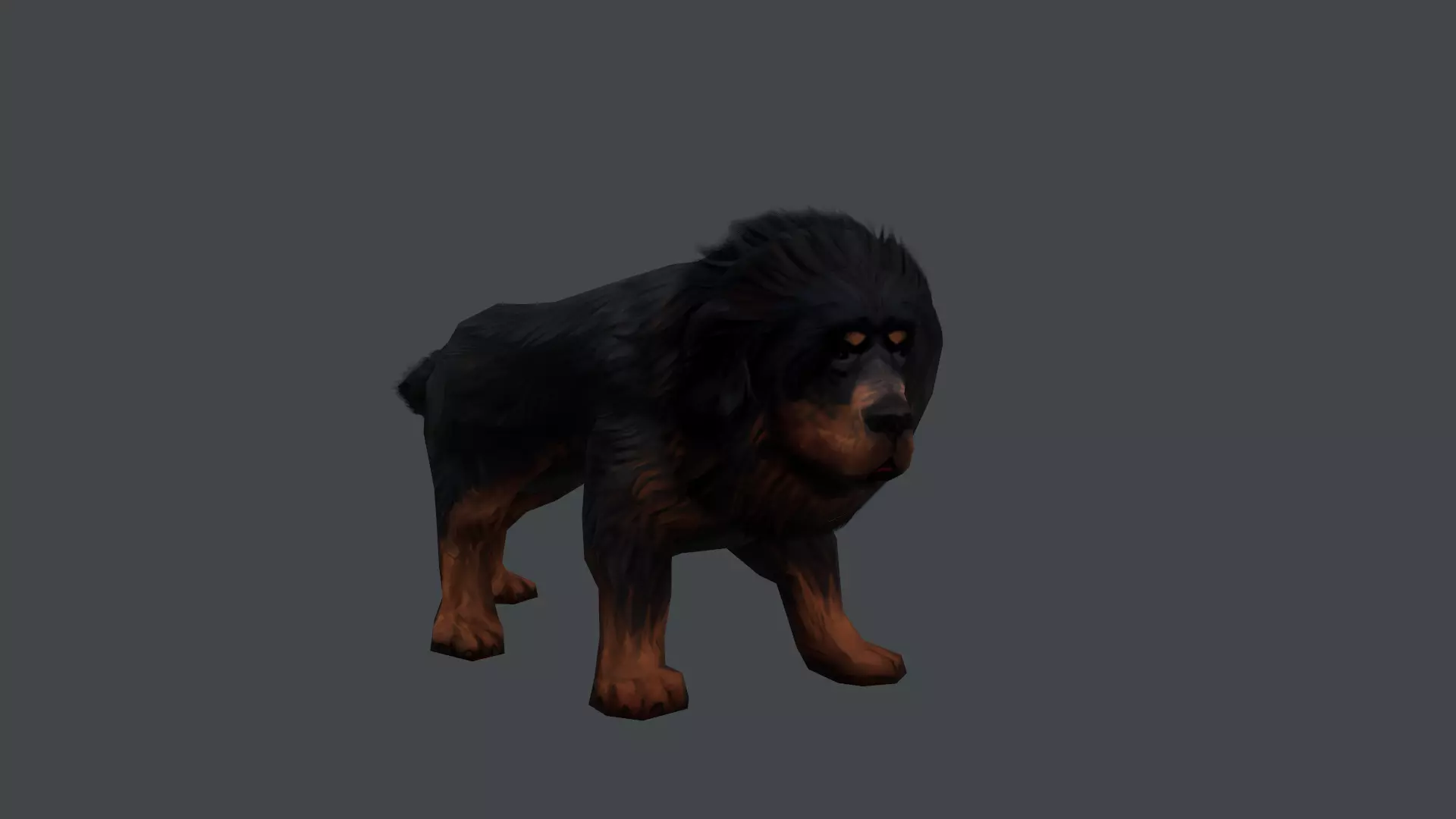 Tibetan Mastiff Dog Low-poly 3D model_7