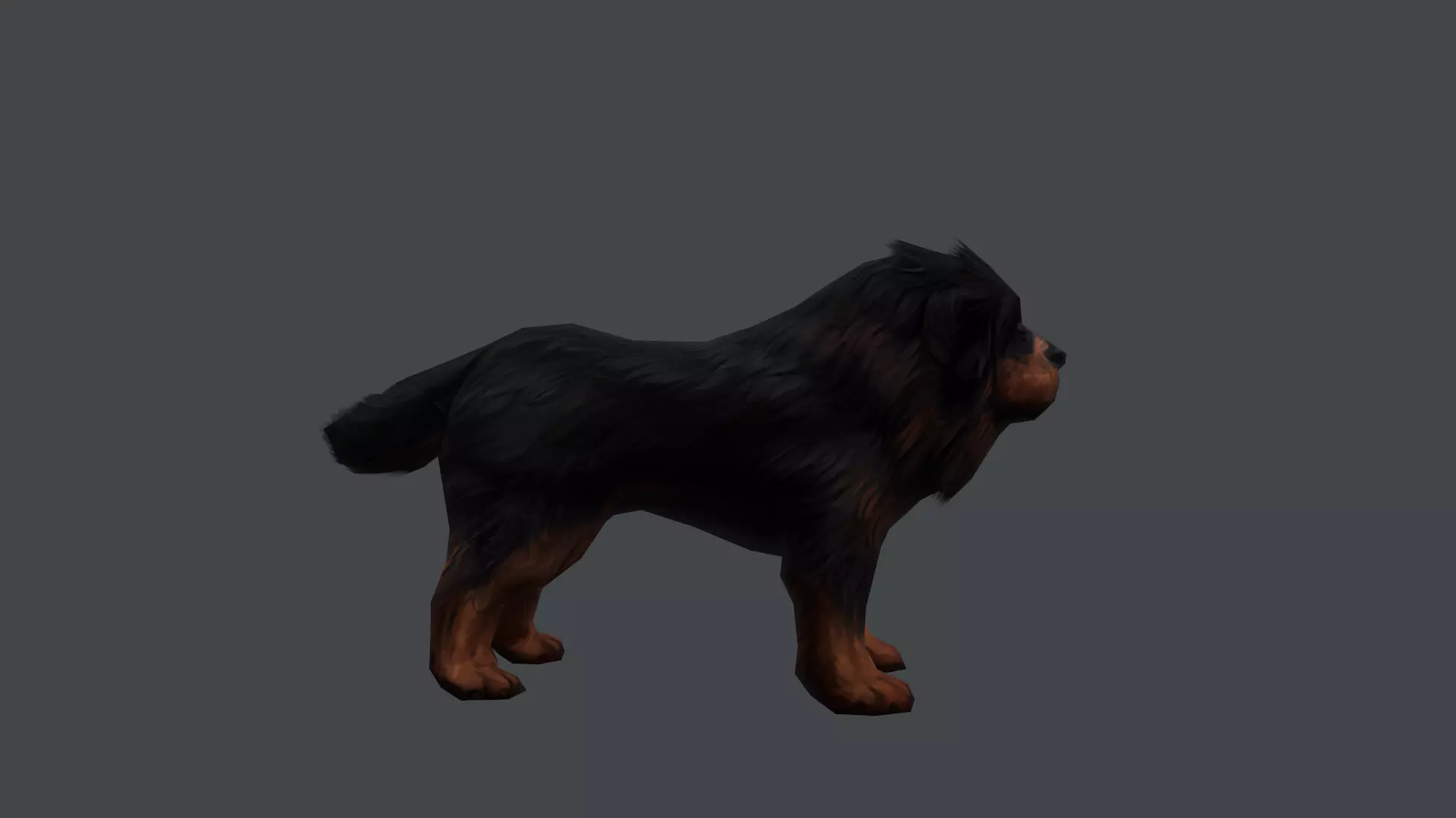 Tibetan Mastiff Dog Low-poly 3D model_6