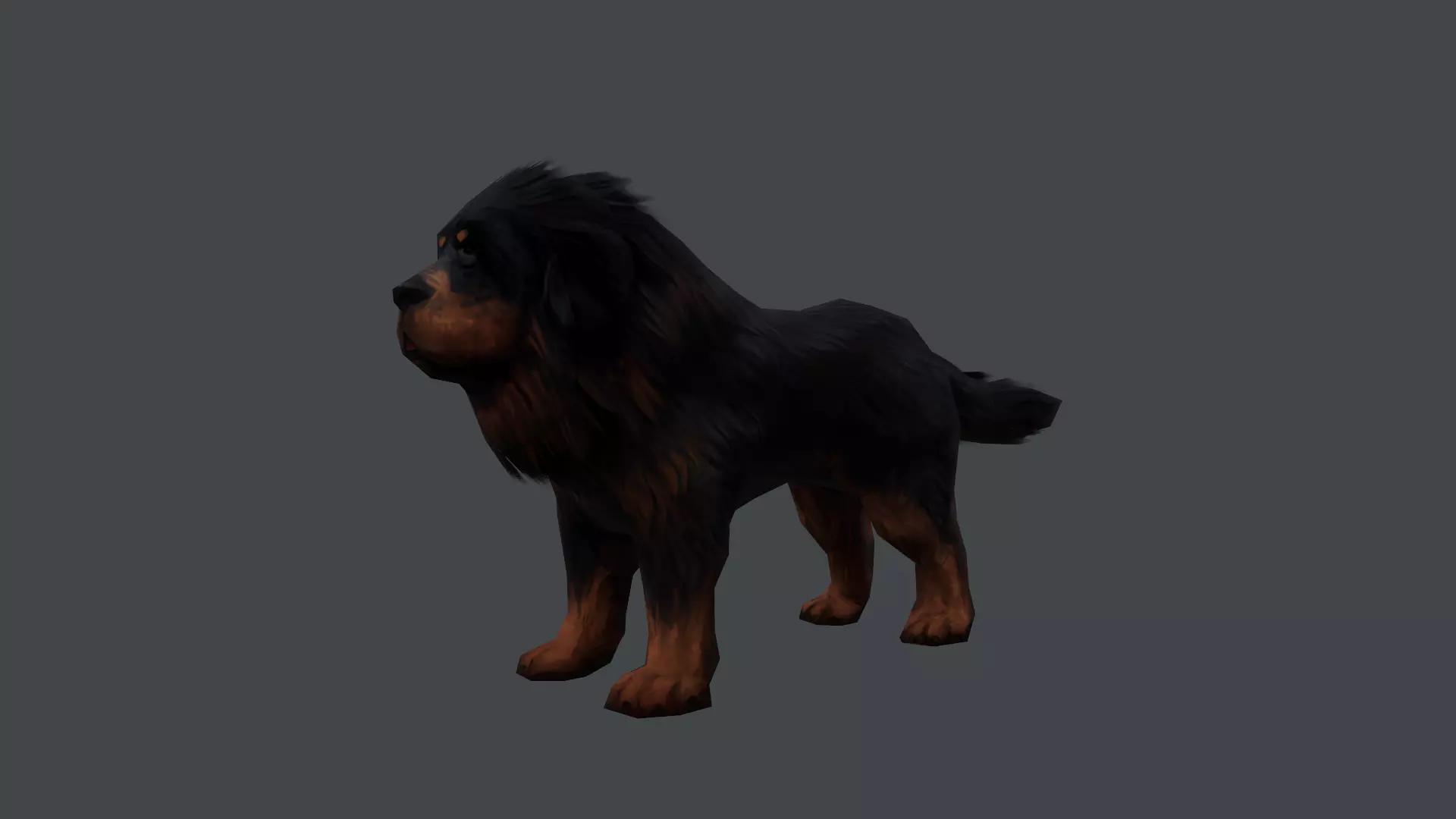 Tibetan Mastiff Dog Low-poly 3D model_5