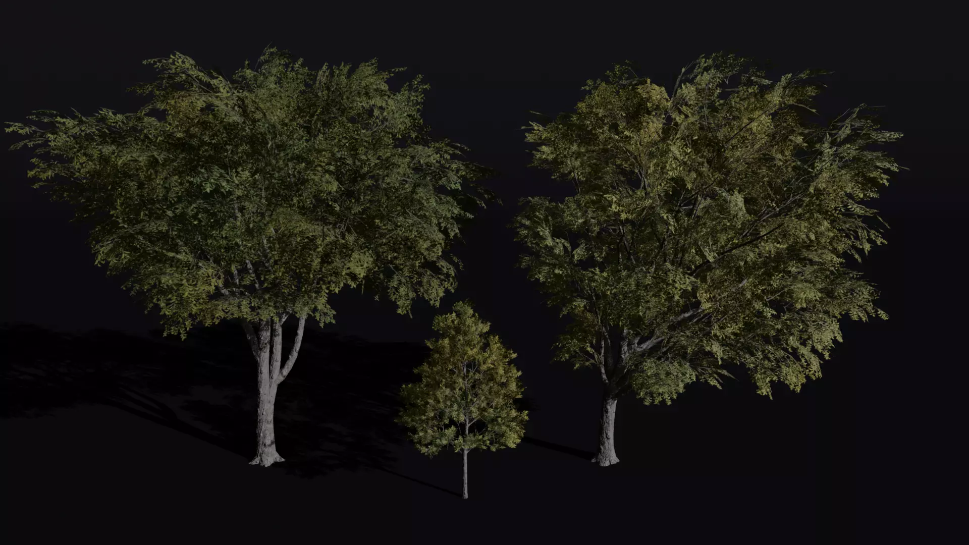 The American Elm Tree Low-poly 3D model