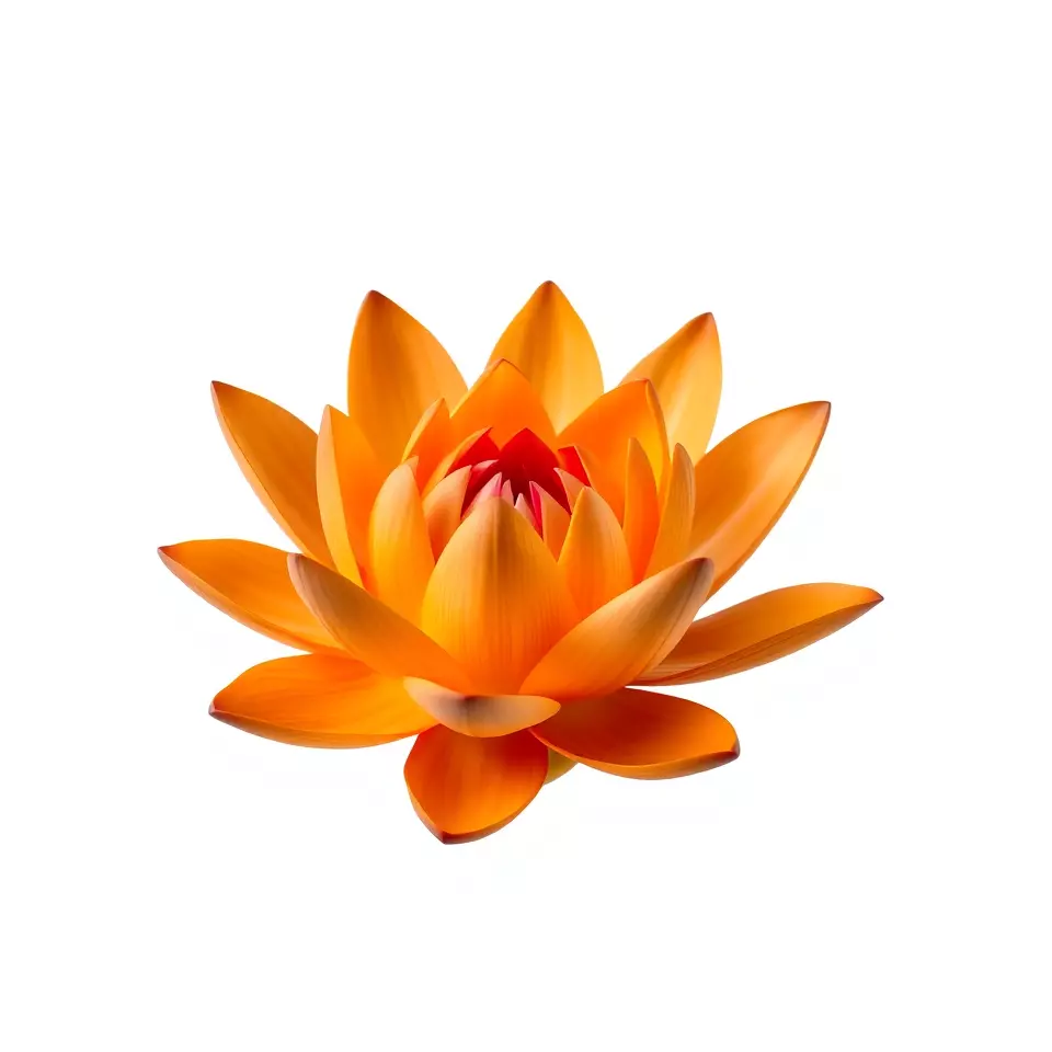 Vibrant Lotus Bloom model pack Low-poly 3D model_3