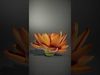 Vibrant Lotus Bloom model pack Low-poly 3D model_2