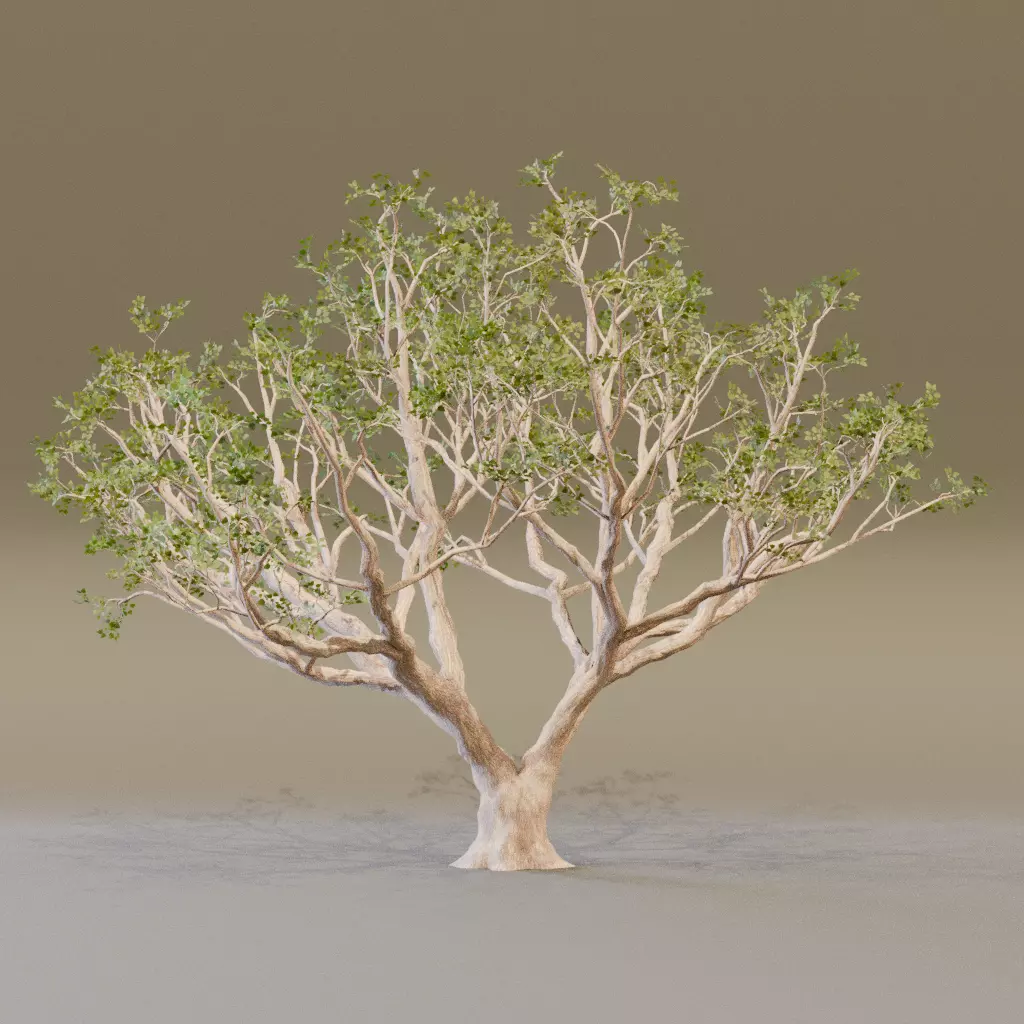 Red Coral 3D model_6