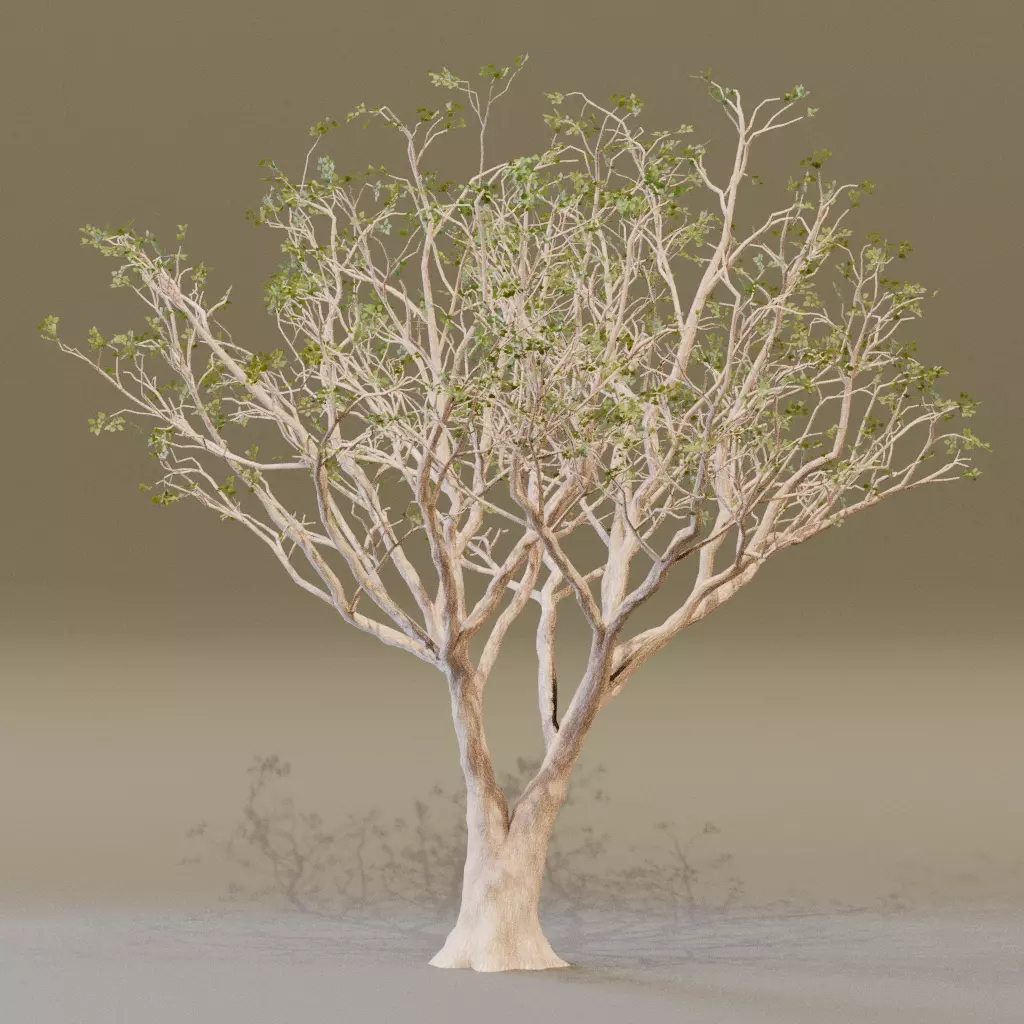 Red Coral 3D model_5