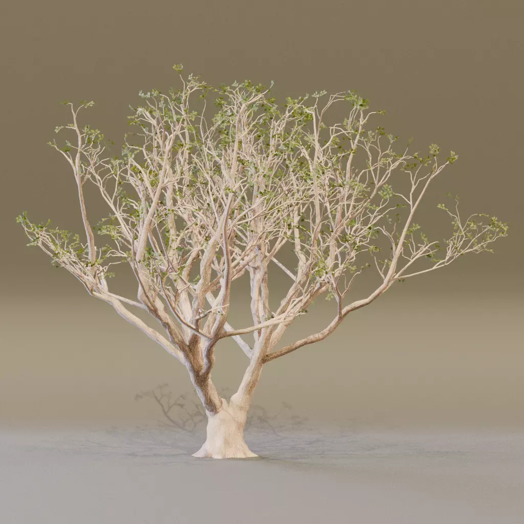 Red Coral 3D model_3