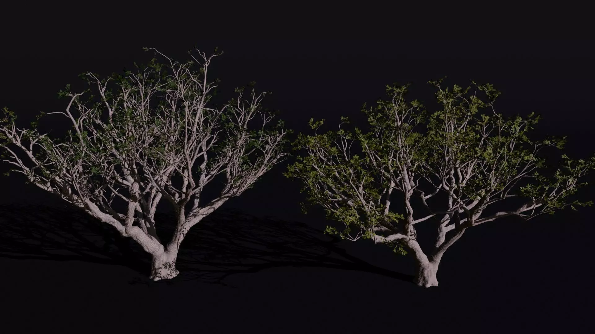 Red Coral 3D model_1