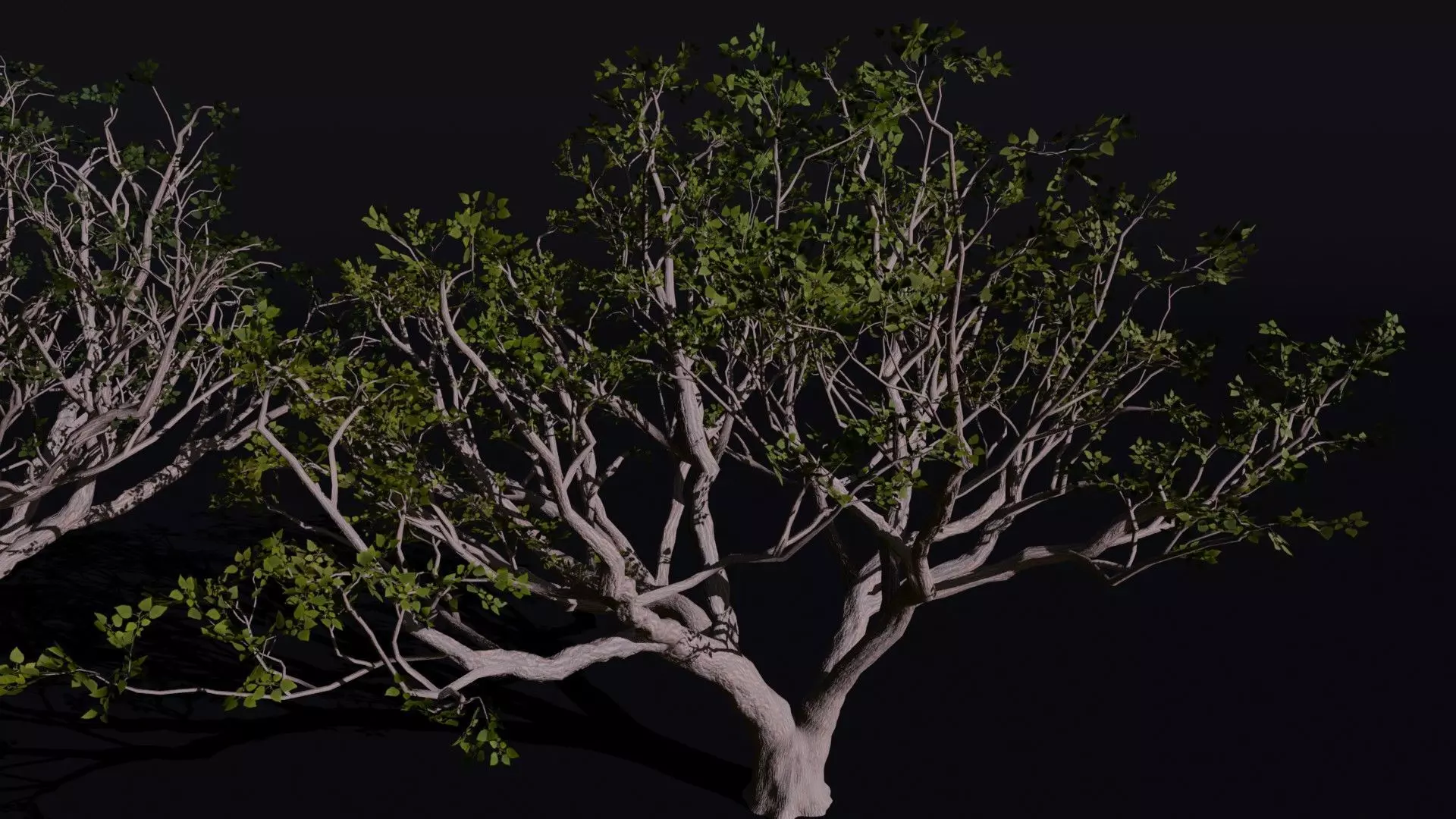 Red Coral 3D model_2