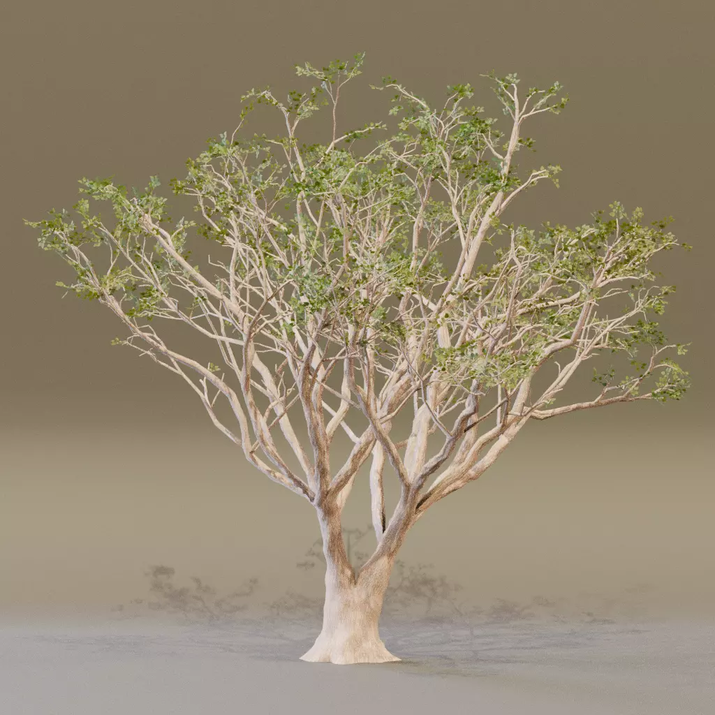 Red Coral 3D model_4