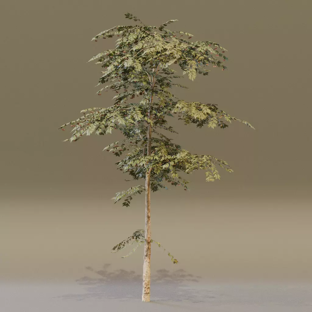 Red Cherry 3D model_4