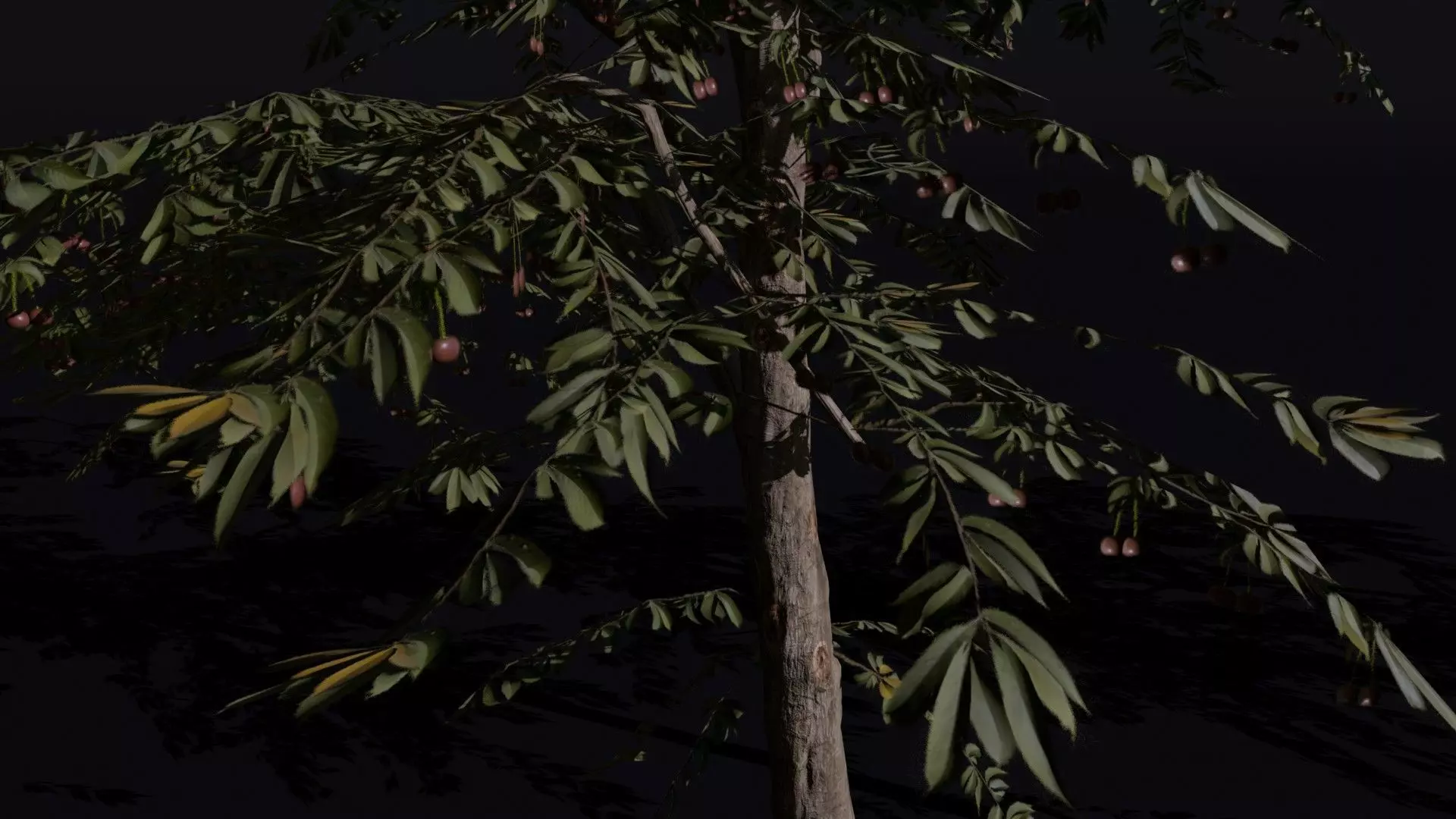 Red Cherry 3D model_2