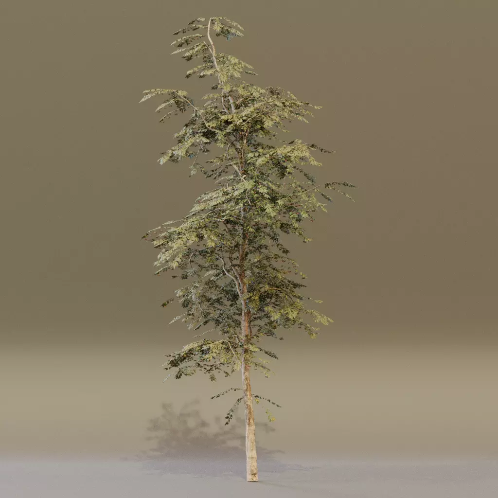 Red Cherry 3D model_3