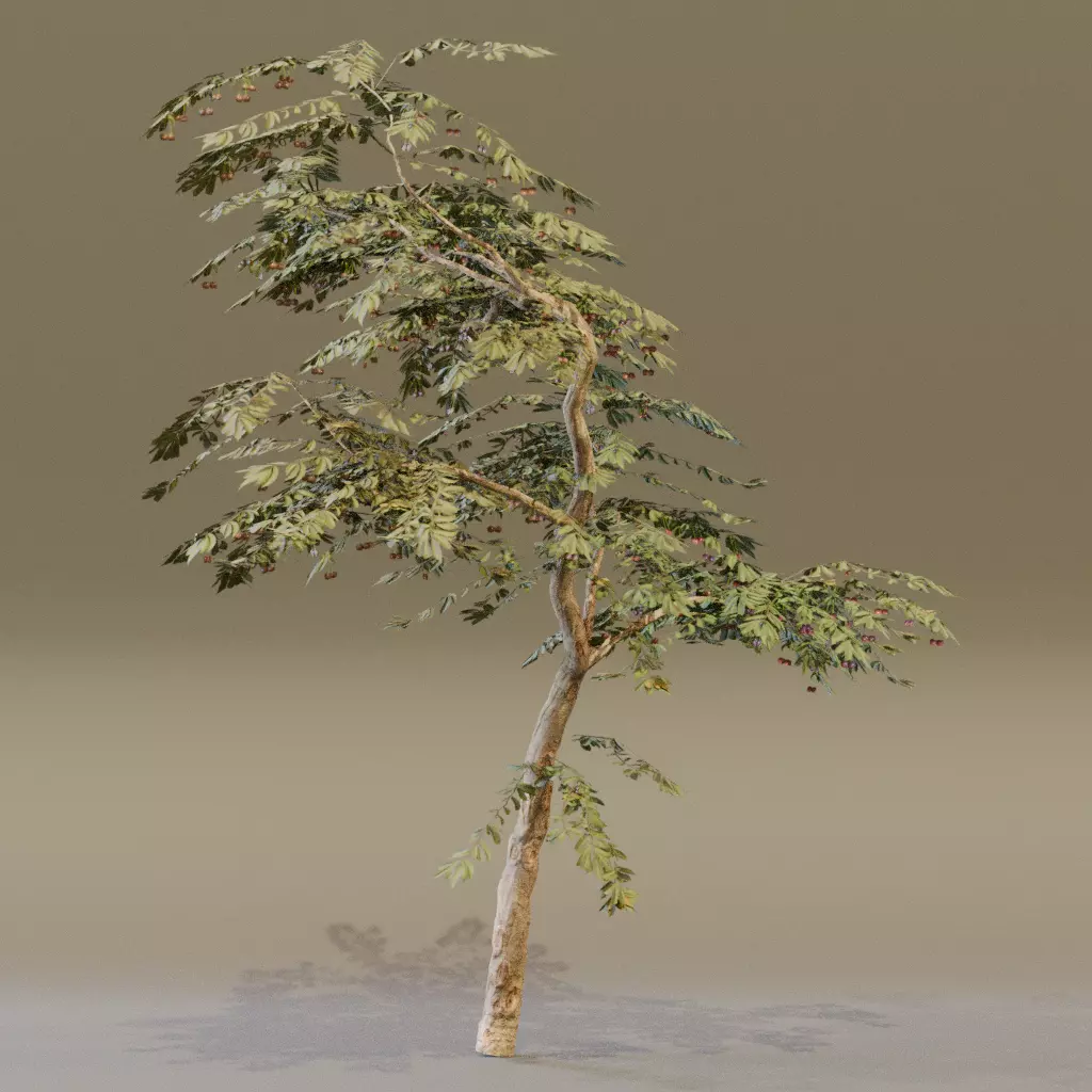 Red Cherry 3D model_6