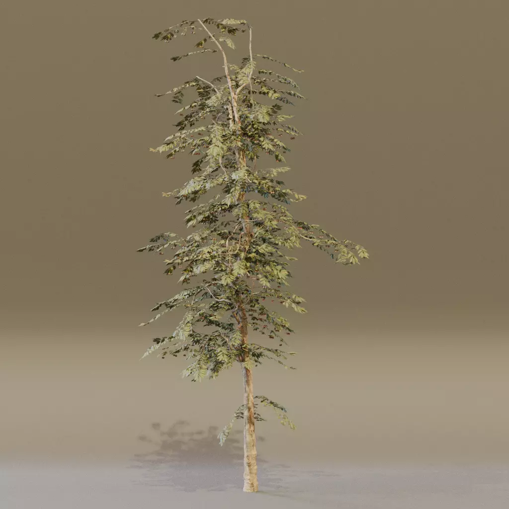 Red Cherry 3D model_5